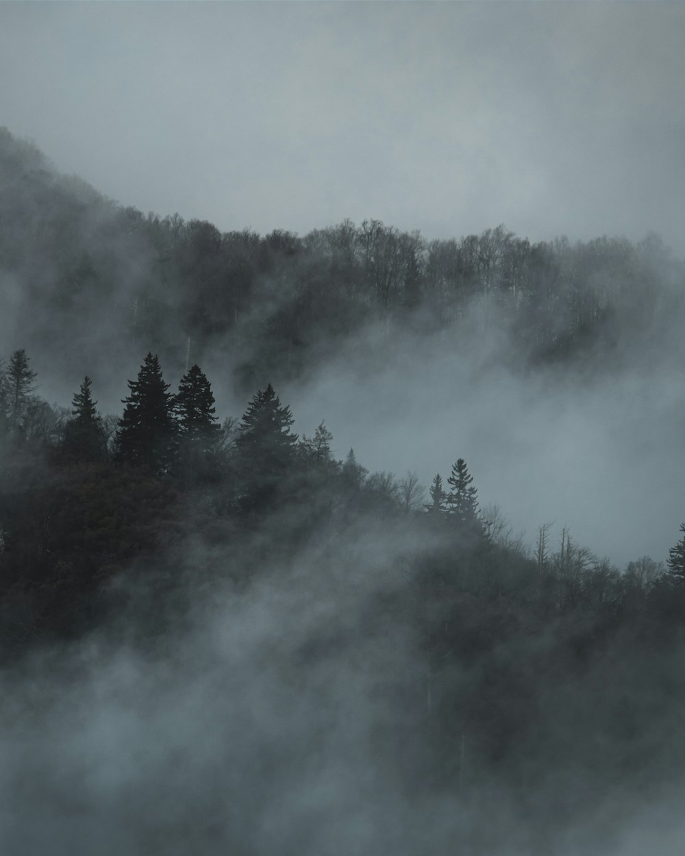 Planina u jutarnjoj magli, šuma u prvom planu